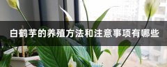 白鹤芋的养殖方法和注意事项有哪些