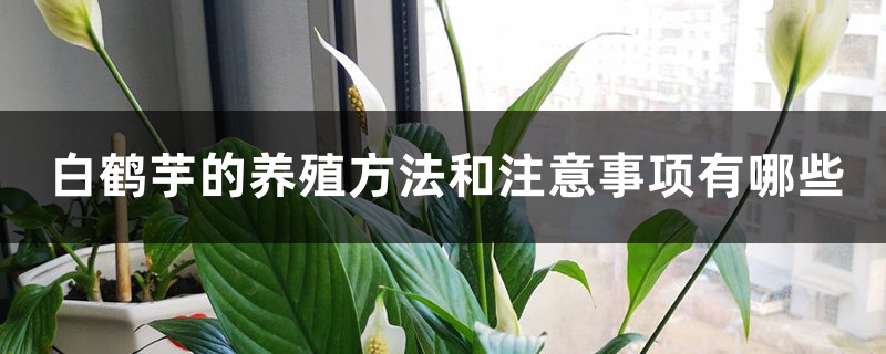 白鹤芋的养殖方法和注意事项有哪些 白鹤芋的养殖方法和注意事项有哪些