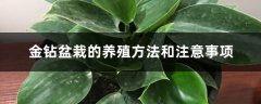 金钻盆栽的养殖方法和注意事项