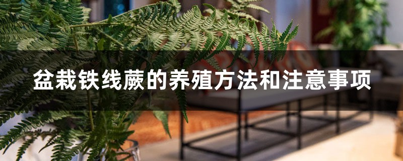 盆栽铁线蕨的养殖方法和注意事项 盆栽铁线蕨的养殖方法和注意事项