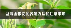 盆栽金银花的养殖方法和注意事项