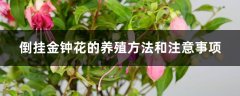 倒挂金钟花的养殖方法和注意事项