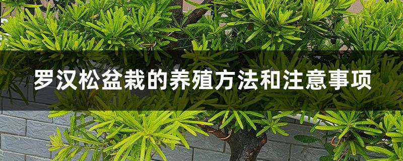 罗汉松盆栽的养殖方法和注意事项 罗汉松盆栽的养殖方法和注意事项