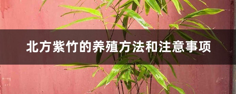 北方紫竹的养殖方法和注意事项 北方紫竹的养殖方法和注意事项