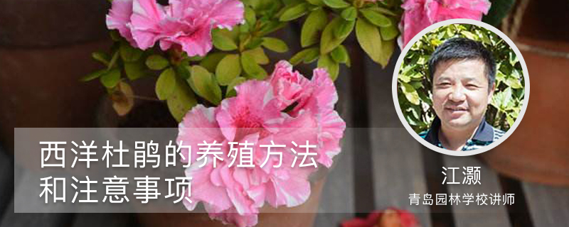 西洋杜鹃的养殖方法和注意事项 西洋杜鹃的养殖方法和注意事项