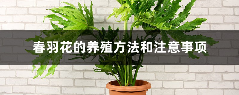 春羽花的养殖方法和注意事项 春羽花的养殖方法和注意事项