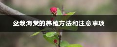 盆栽海棠的养殖方法和注意事项
