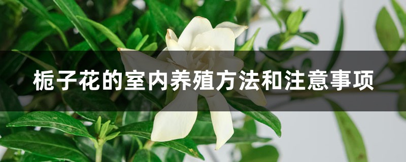 栀子花的室内养殖方法和注意事项