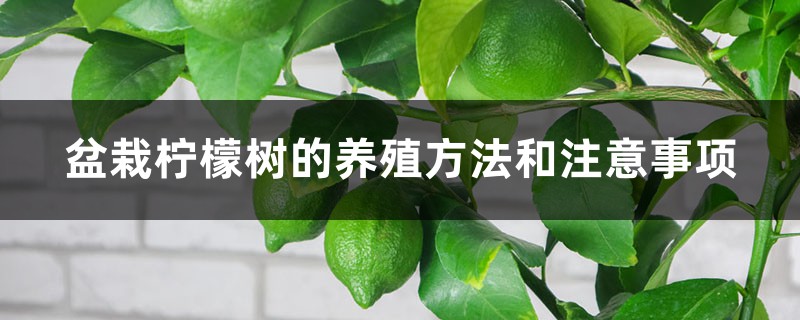 盆栽柠檬树的养殖方法和注意事项