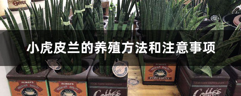 小虎皮兰的养殖方法和注意事项 小虎皮兰的养殖方法和注意事项