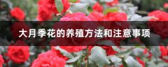 大月季花的养殖方法和注意事项