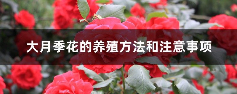 大月季花的养殖方法和注意事项 大月季花的养殖方法和注意事项