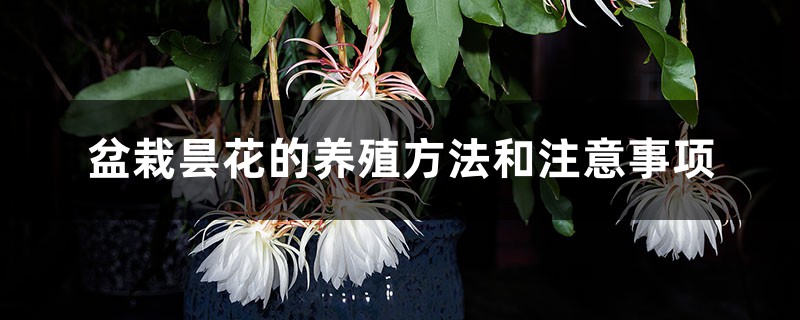 盆栽昙花的养殖方法和注意事项 盆栽昙花的养殖方法和注意事项