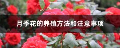 月季花的养殖方法和注意事项