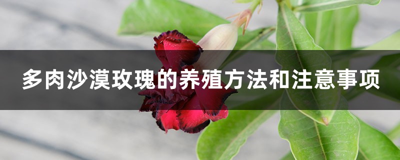 多肉沙漠玫瑰的养殖方法和注意事项 多肉沙漠玫瑰的养殖方法和注意事项