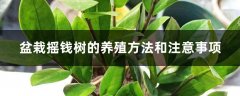 盆栽摇钱树的养殖方法和注意事项