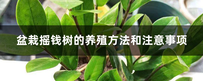 盆栽摇钱树的养殖方法和注意事项 盆栽摇钱树的养殖方法和注意事项