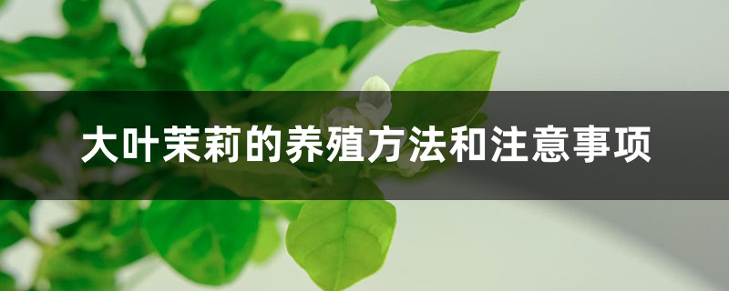 大叶茉莉的养殖方法和注意事项