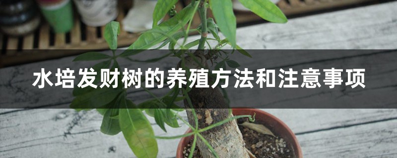 水培发财树的养殖方法和注意事项 水培发财树的养殖方法和注意事项
