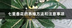 七里香花的养殖方法和注意事项