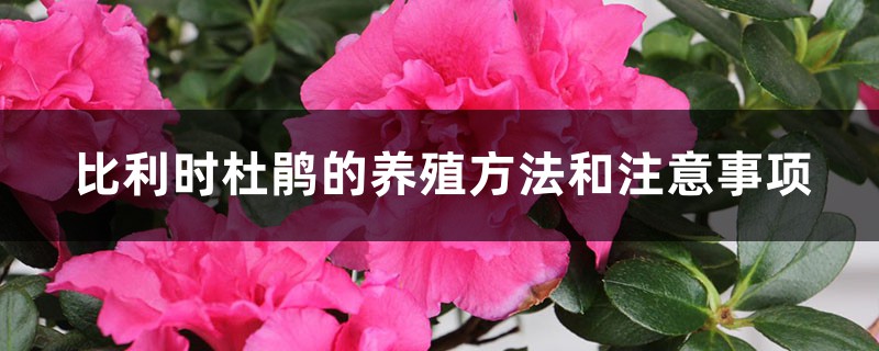 比利时杜鹃的养殖方法和注意事项 比利时杜鹃的养殖方法和注意事项