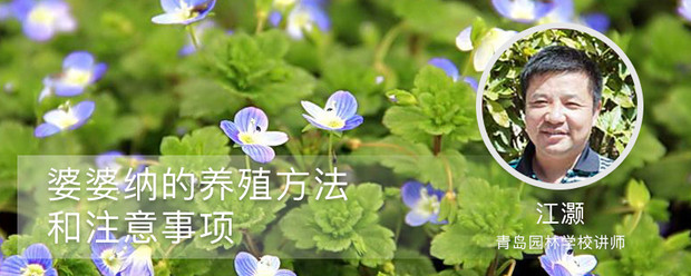 婆婆纳的养殖方法和注意事项 婆婆纳的养殖方法和注意事项