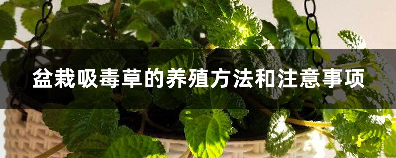 盆栽吸毒草的养殖方法和注意事项 盆栽吸毒草的养殖方法和注意事项