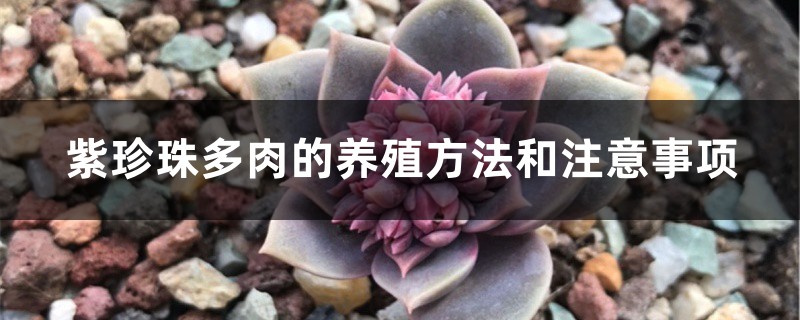 紫珍珠多肉的养殖方法和注意事项 紫珍珠多肉的养殖方法和注意事项