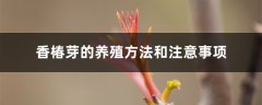 香椿芽的养殖方法和注意事项