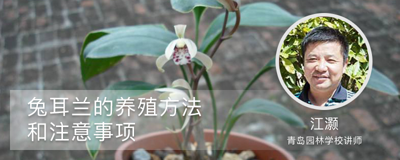 兔耳兰的养殖方法和注意事项 兔耳兰的养殖方法和注意事项