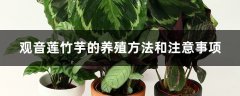观音莲竹芋的养殖方法和注意事项