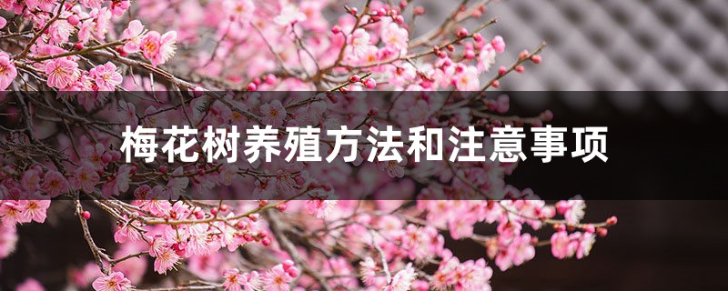 梅花树养殖方法和注意事项 梅花树养殖方法和注意事项