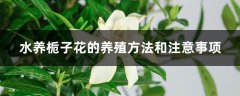 水养栀子花的养殖方法和注意事项