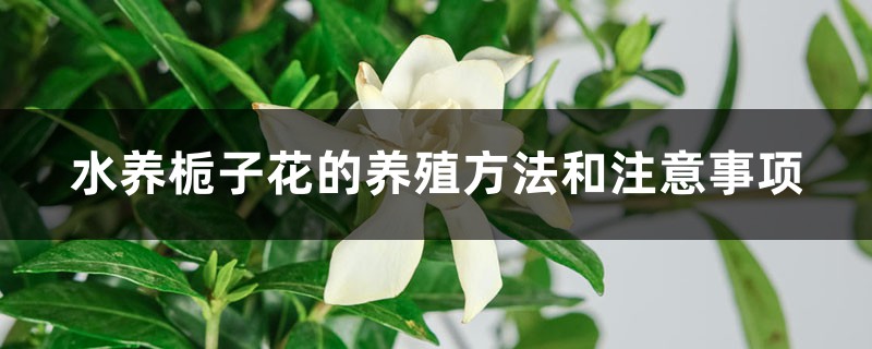 水养栀子花的养殖方法和注意事项