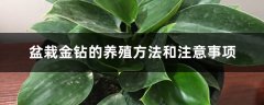 盆栽金钻的养殖方法和注意事项