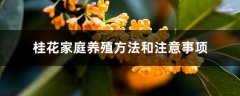 桂花家庭养殖方法和注意事项