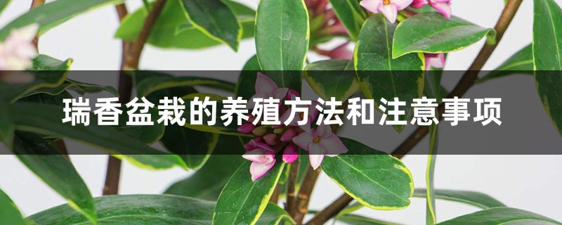 瑞香盆栽的养殖方法和注意事项 瑞香盆栽的养殖方法和注意事项