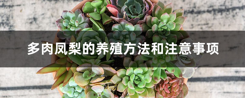 多肉凤梨的养殖方法和注意事项 多肉凤梨的养殖方法和注意事项