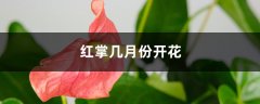 红掌几月份开花