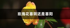 玫瑰花喜阴还是喜阳