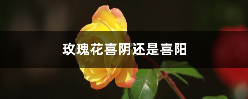 玫瑰花喜阴还是喜阳