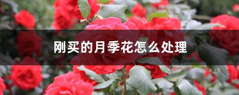 刚买的月季花怎么处理 刚买的月季花怎么处理