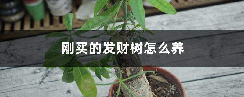 刚买的发财树怎么养