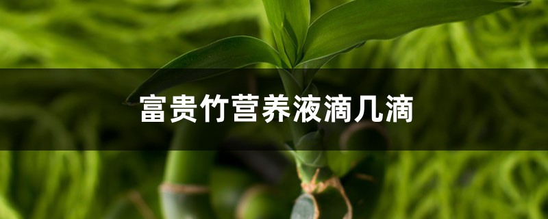 富贵竹营养液滴几滴 富贵竹营养液滴几滴