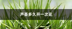芦荟多久开一次花