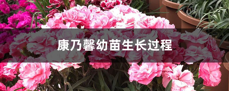 康乃馨幼苗生长过程 康乃馨幼苗生长过程