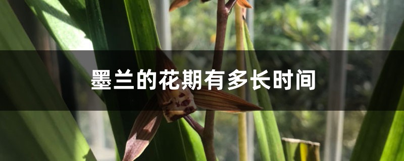 墨兰的花期有多长时间 墨兰的花期有多长时间