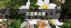 文冠果花期