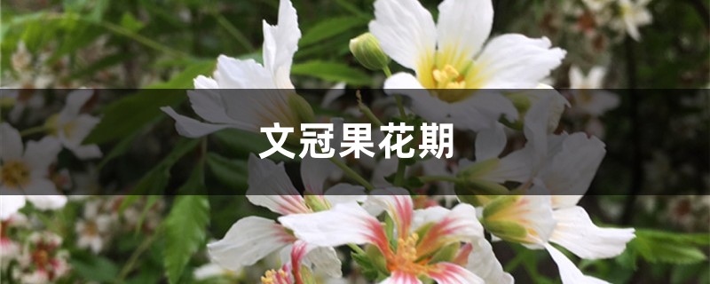 文冠果花期 文冠果花期