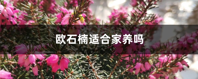 欧石楠适合家养吗 欧石楠适合家养吗